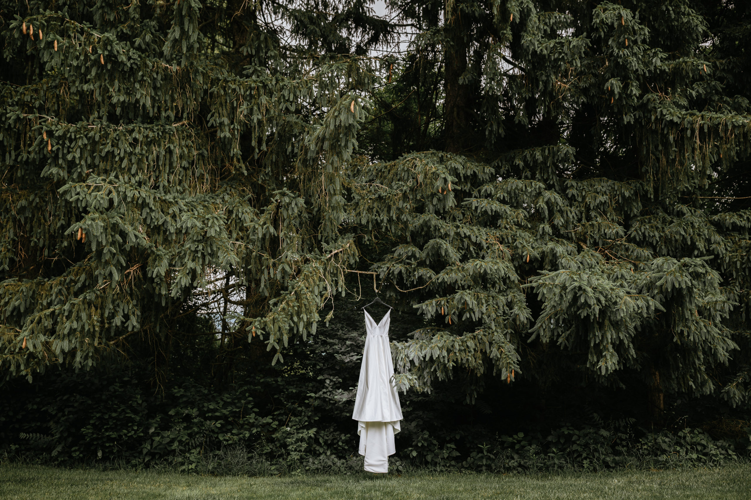 wedding dress hanging on pine tree