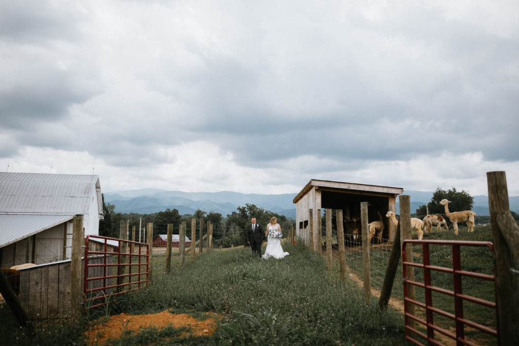 very wide shot of alpaca mountain event venue and bride and groom with alpacas
