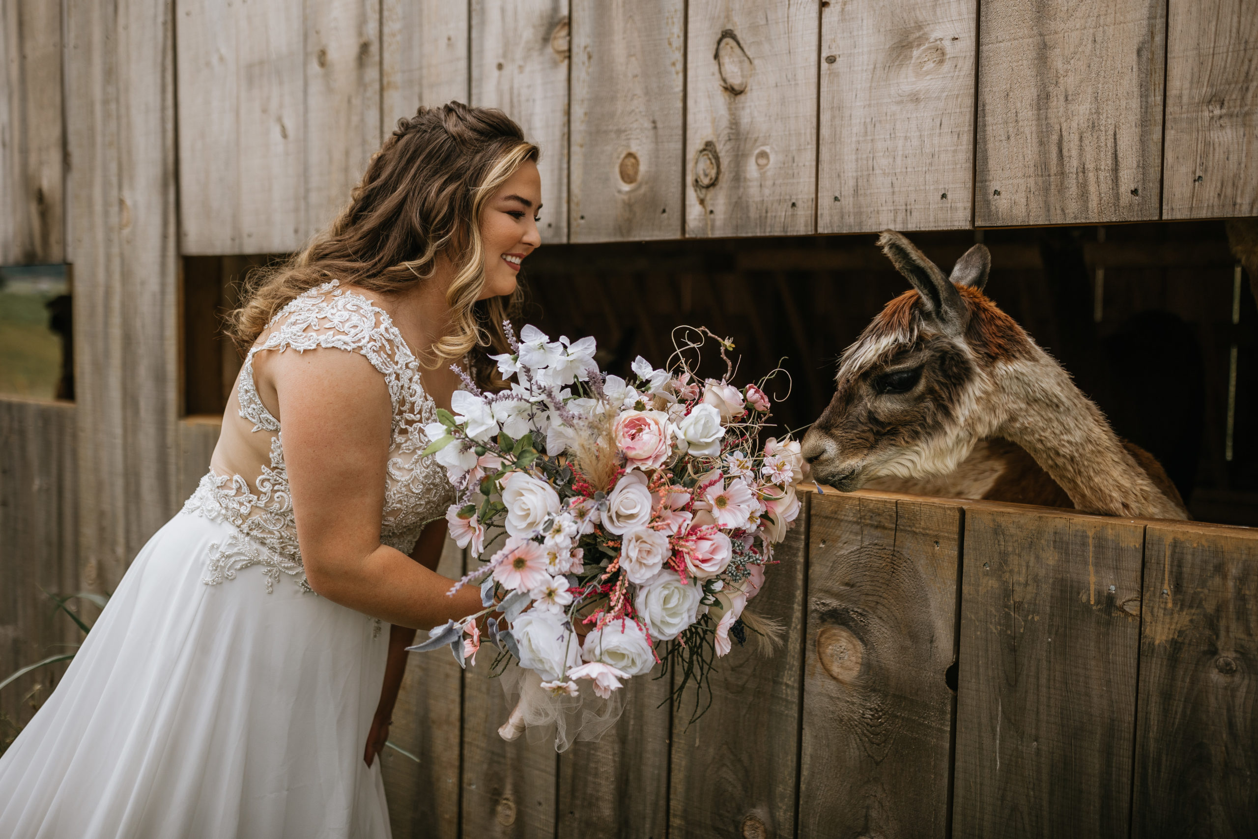 bride petting alpaca at Alpaca Mountain Event Venue